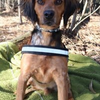 Sepp auf Pflegestelle, Hund zur Adoption
