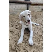 Giulio  wartet in 45478 Mülheim, Hund zur Adoption