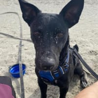 Lausbub THEOwartet in 48153 Münster, Hund zur Adoption