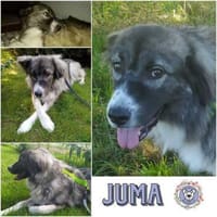 JUMA * freundlich, zurückhaltend, Hündin zur Adoption