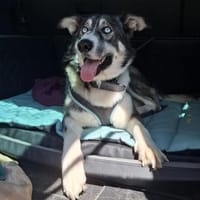 ❤Rudy❤ sucht sein Zuhause, Hund zur Adoption