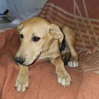 Familienhund Nicki sucht ein Körbchen, Hund zur Adoption