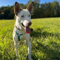Astor, Hund zur Adoption