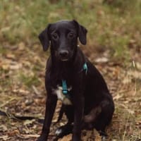 kleiner Milo sucht seine Menschen, Hund zur Adoption
