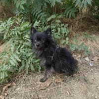 Bobby ein kleiner Pomeranien Spitz, Hund zur Adoption
