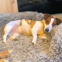 Dora - katzenfreundlich,verschmust, Hündin zur Adoption