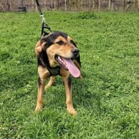 Topcho der verschmuste, Hund zur Adoption