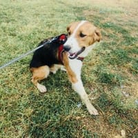 Loki ein toller Rüde, Hund zur Adoption