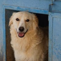 Raphis im Tierheim Lüdinghausen, Hund zur Adoption