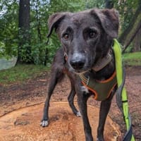Wundervoller Enjo, Hund zur Adoption