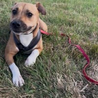 Sky sucht ihre Menschen 🤍, Hündin zur Adoption