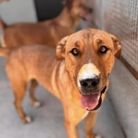 Ercole in der Tierherberge Donzdorf, Hund zur Adoption