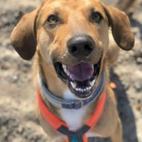 Freddi  ein richtig toller Hundekumpel, Hund zur Adoption