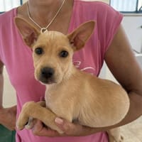 Lulu im Tierheim Sulzbach, Hündin zur Adoption