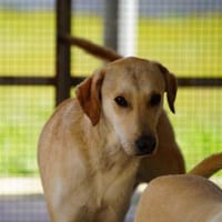 Bambù im Tierheim Lüdinghausen, Hund zur Adoption