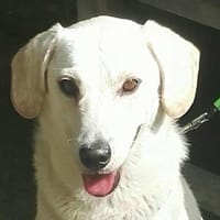 Milko - Bestimmt kein Milchbubi, Hund zur Adoption