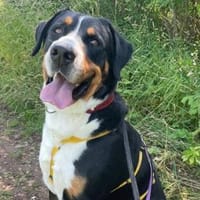 Harry Potter, su. Bernersennenhundfans, Hund zur Adoption