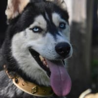 LEVI, Hund zur Adoption
