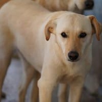 Lillo im Tierheim Lüdinghausen, Hund zur Adoption