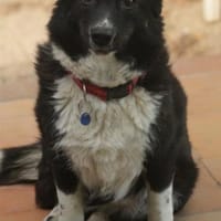 MOLLY - 37 cm kompakte Lebensfreude!, Hündin zur Adoption