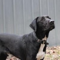 Sam leidet soo sehr im Tierheim, Hund zur Adoption