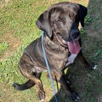 Liebe große Rosi sucht eine Familie, Hündin zur Adoption