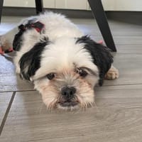 KALINE ❤ sucht ihr Für-immer-Zuhause, Hündin zur Adoption