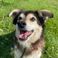 Clara, fitte Seniorin su. 1. Zuhause, Hündin zur Adoption