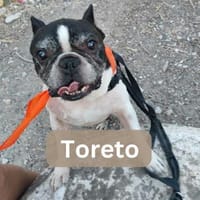 TORETO, m., kastr., Franz. Bulld. 38 cm, Hund zur Adoption