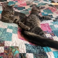 MaineCoone-Mix-Kittenpärchen sucht dich, Kater zur Adoption