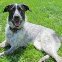 Bubbi wünscht sich ein eigenes Zuhause, Hund zur Adoption