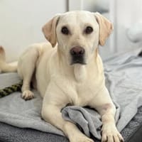 ❤ Bongo, Pflegefamilie 41812 Erkelenz, Hund zur Adoption