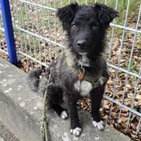 Laroche  dein neuer bester Hundekumpel, Hund zur Adoption