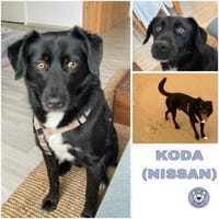 KODA -treuer Begleiter-, Hund zur Adoption