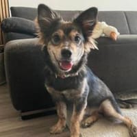 Milou - kleiner Wirbelwind, Hündin zur Adoption