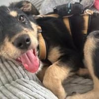 Mini Mina - kleiner Wirbelwind, Hündin zur Adoption