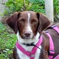 Tayla1 sucht ein Zuhause, Hündin zur Adoption