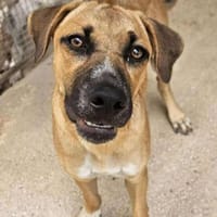 Fulvio in der Tierherberge Donzdorf, Hund zur Adoption