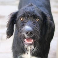 Klyn, geb. 08/2023, 33142 Büren-Wewelsb., Hund zur Adoption