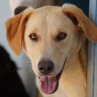 Nemo auf Pflegestelle in Hessen, Hund zur Adoption