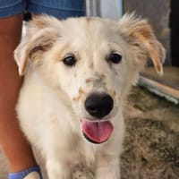 Bella im Tierheim Sulzbach, Hündin zur Adoption