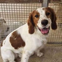 Roy in der Tierherberge Donzdorf, Hund zur Adoption