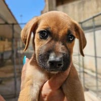 Flo im Tierheim Sulzbach, Hündin zur Adoption