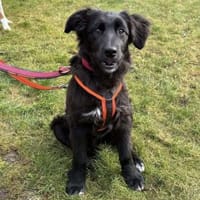 Sara - die Knuffige, Hündin zur Adoption