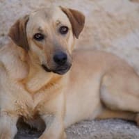 Fiamma im Tierheim Koppelweide, Hündin zur Adoption