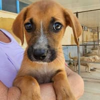 Flavia im Tierheim Sulzbach, Hündin zur Adoption