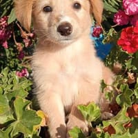 Mira im Tierheim Sulzbach, Hündin zur Adoption