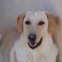 Falco im Tierheim Koppelweide, Hund zur Adoption