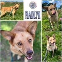 MADLYN  * tolle Hündin mit Potenzial, Hündin zur Adoption