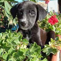 Cooper im Tierheim Sulzbach, Hund zur Adoption